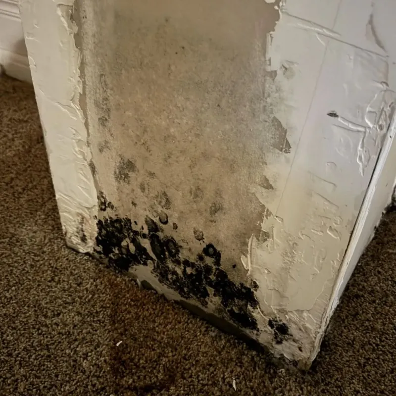 Professional Mold Removal in Toledo, OH